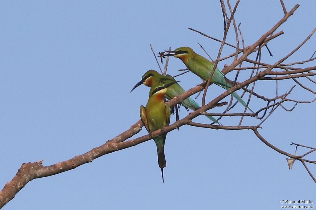 Guêpier à queue d'azuradulte, mange