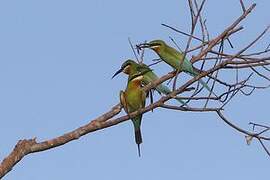 Blue-tailed Bee-eater