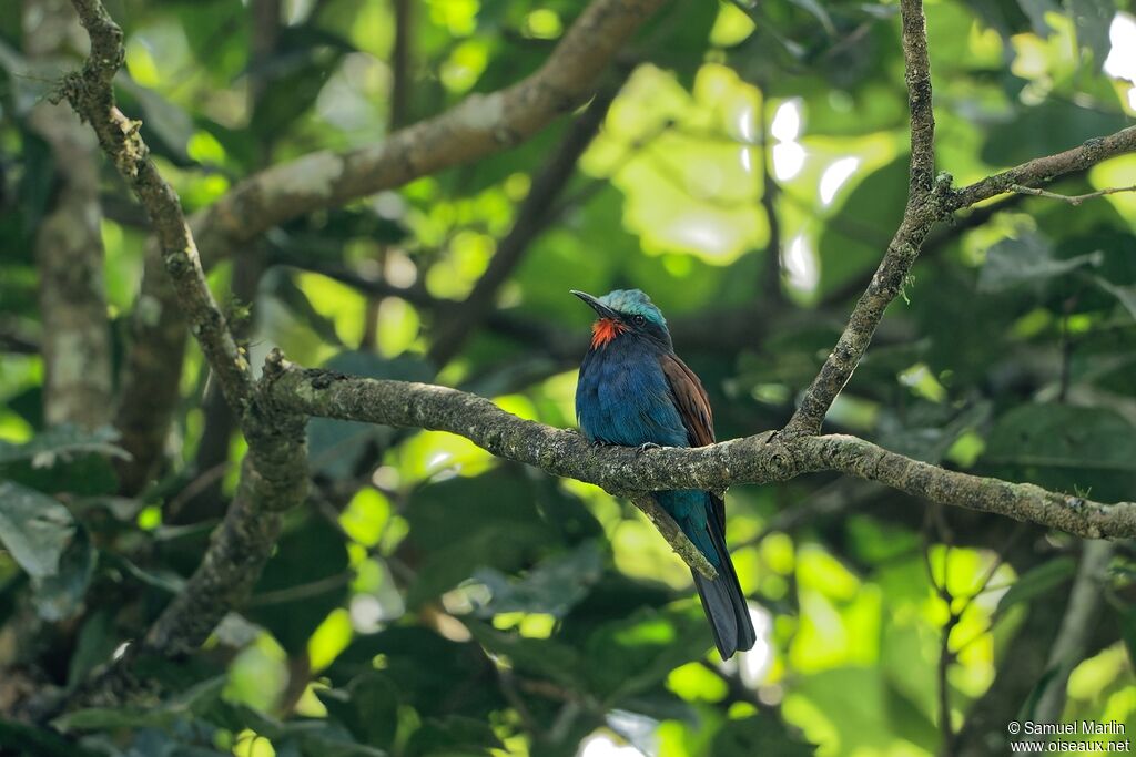 Guêpier à tête bleue mâle adulte