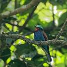 Guêpier à tête bleue