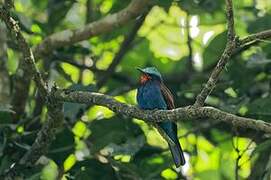 Blue-headed Bee-eater