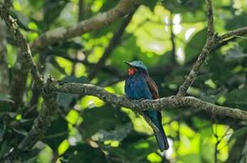 Guêpier à tête bleue