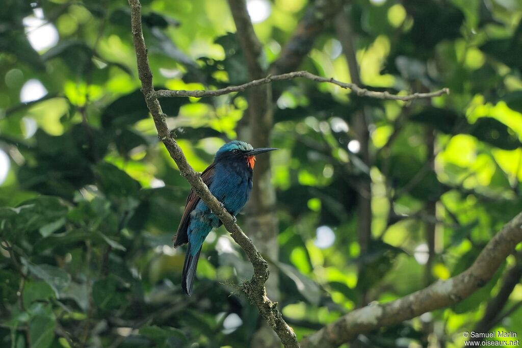 Guêpier à tête bleue mâle adulte