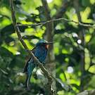 Guêpier à tête bleue