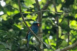 Blue-headed Bee-eater