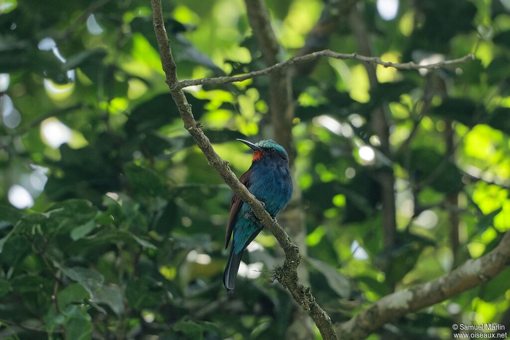 Guêpier à tête bleue mâle adulte