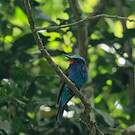 Guêpier à tête bleue