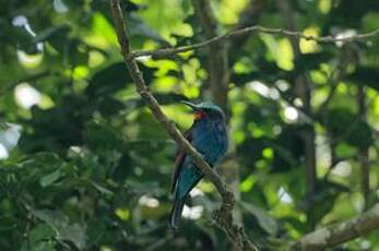 Guêpier à tête bleue