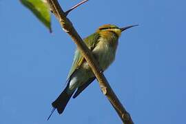 Rainbow Bee-eater