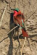 Southern Carmine Bee-eater