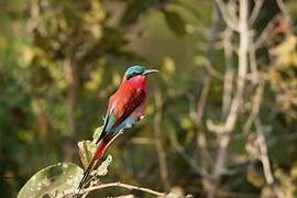 Southern Carmine Bee-eater