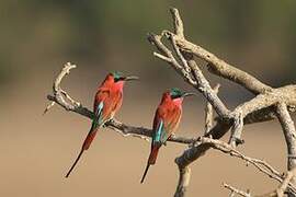 Southern Carmine Bee-eater