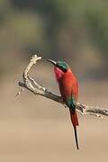 Southern Carmine Bee-eater