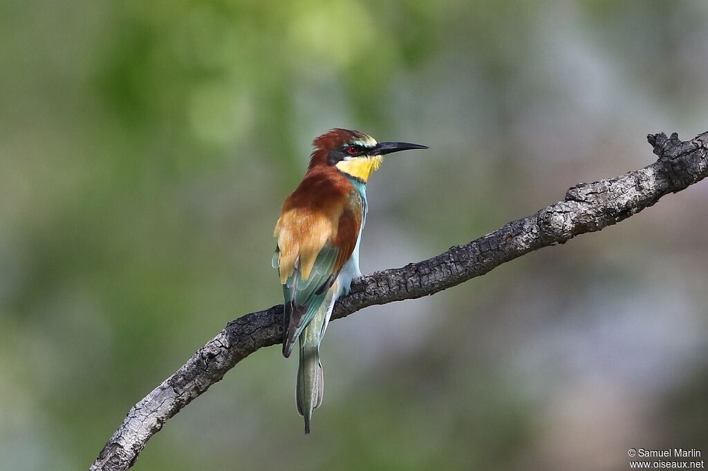 European Bee-eater