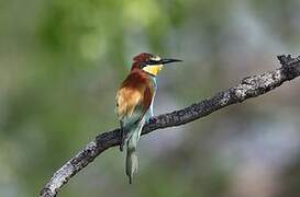 European Bee-eater