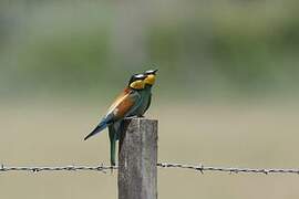 European Bee-eater