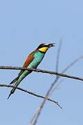 European Bee-eater