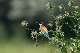 European Bee-eater