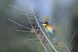 European Bee-eater