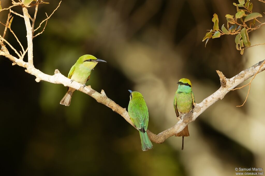 Asian Green Bee-eater