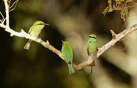 Green Bee-eater