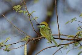 Asian Green Bee-eater