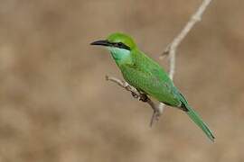 Asian Green Bee-eater