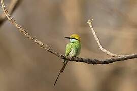 Asian Green Bee-eater