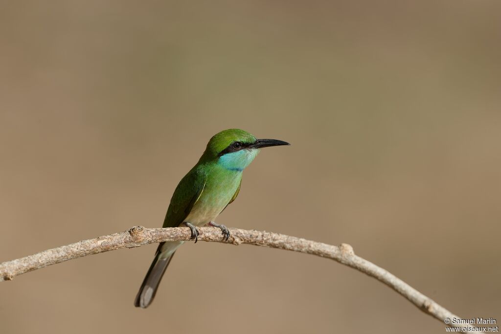 Asian Green Bee-eatersubadult