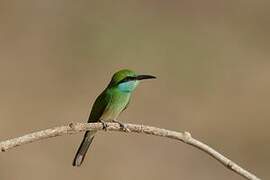 Asian Green Bee-eater