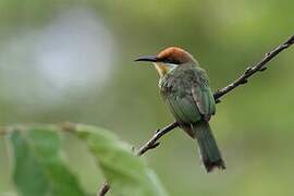 Böhm's Bee-eater