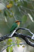 Böhm's Bee-eater