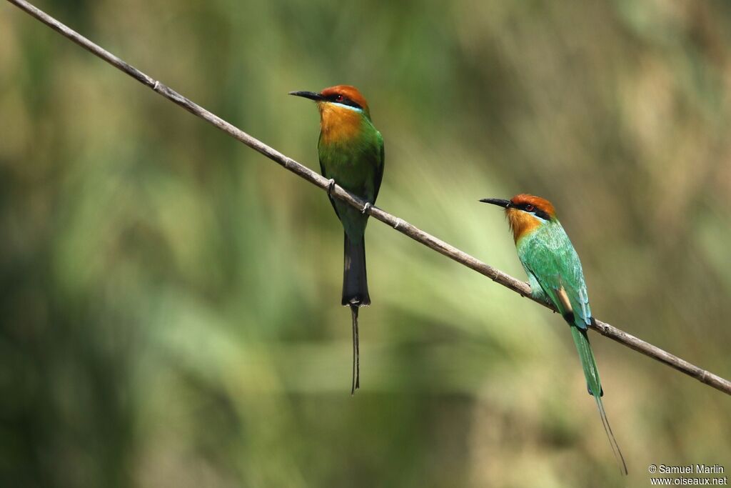 Böhm's Bee-eater