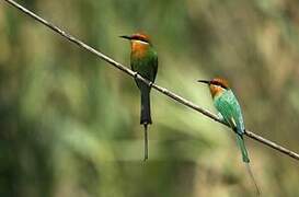 Böhm's Bee-eater