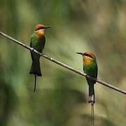 Böhm's Bee-eater