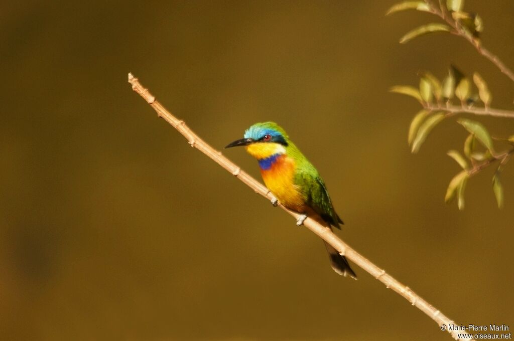 Ethiopian Bee-eateradult