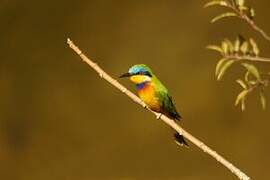 Ethiopian Bee-eater