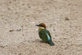 Chestnut-headed Bee-eater