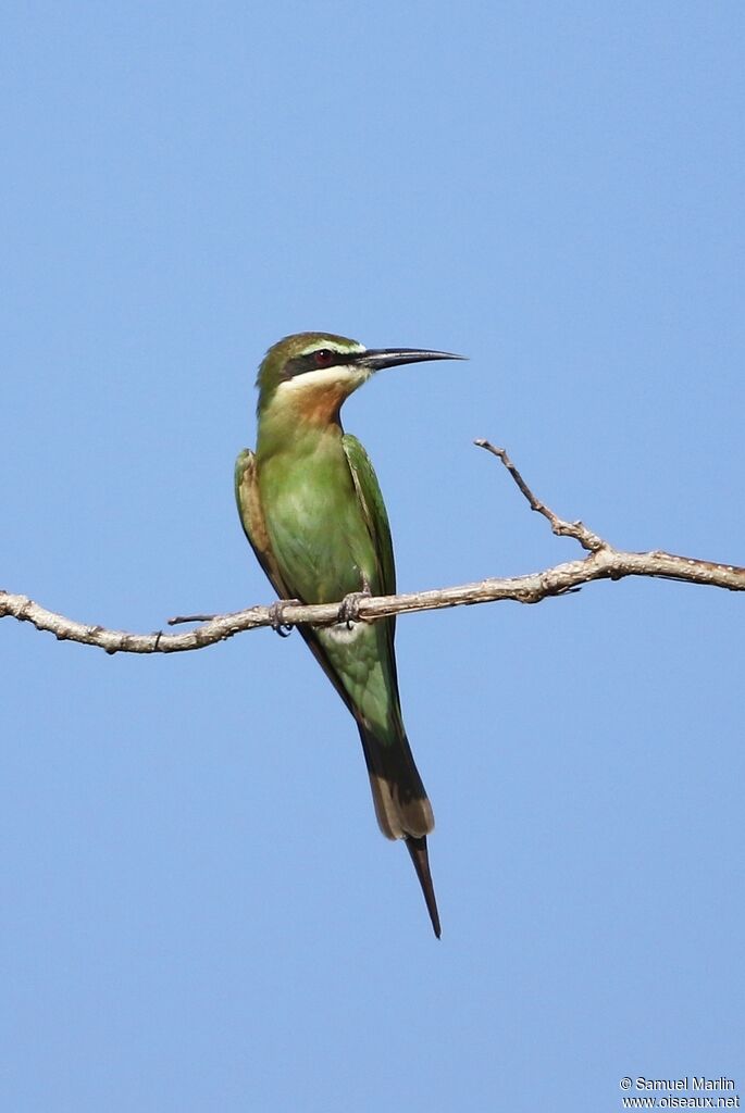 Guêpier de Madagascaradulte