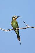 Olive Bee-eater