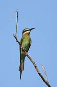 Olive Bee-eater