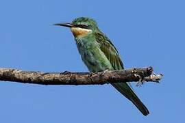 Blue-cheeked Bee-eater