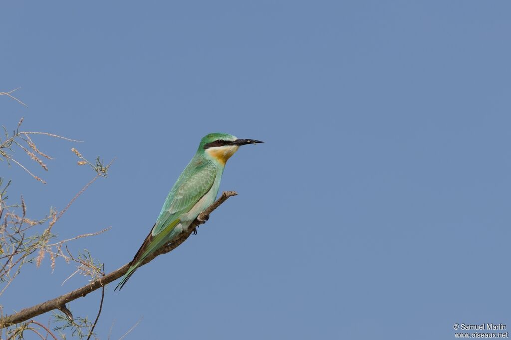 Blue-cheeked Bee-eateradult