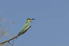 Blue-cheeked Bee-eater