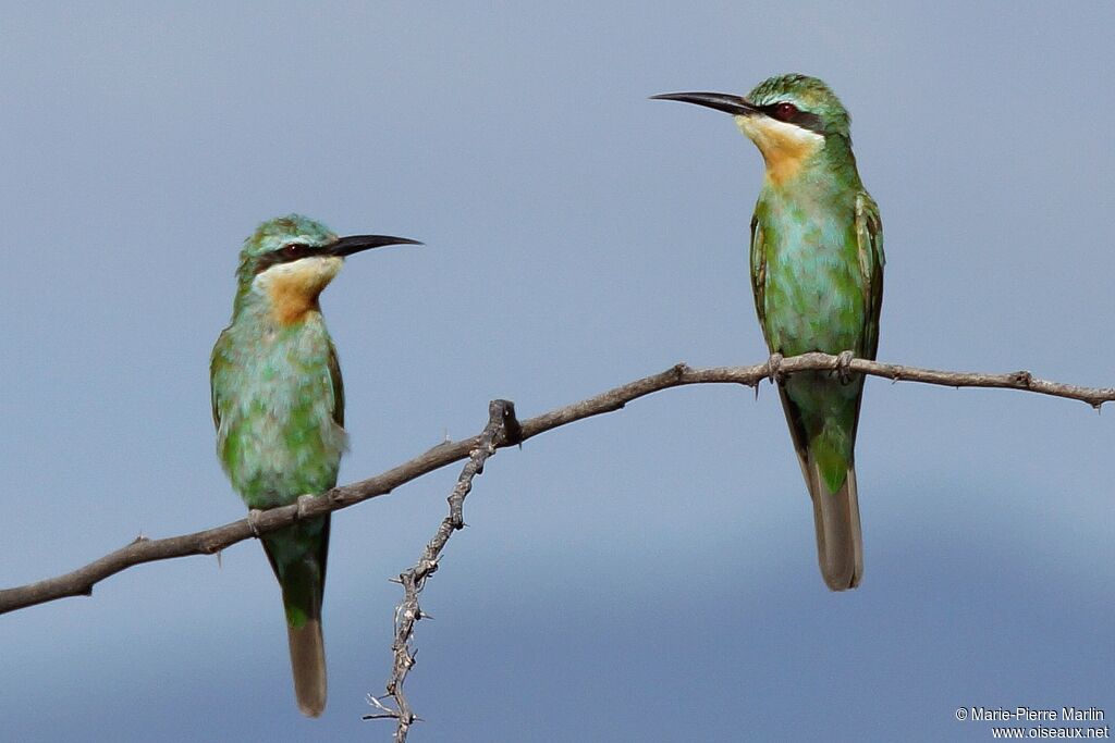 Guêpier de Perseimmature