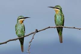 Blue-cheeked Bee-eater