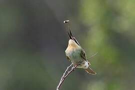 Blue-cheeked Bee-eater