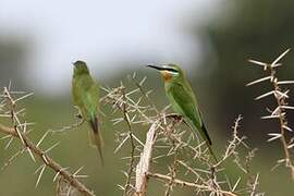 Blue-cheeked Bee-eater