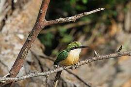 Somali Bee-eater