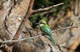 Somali Bee-eater